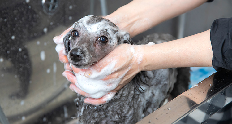 シニア犬にも対応