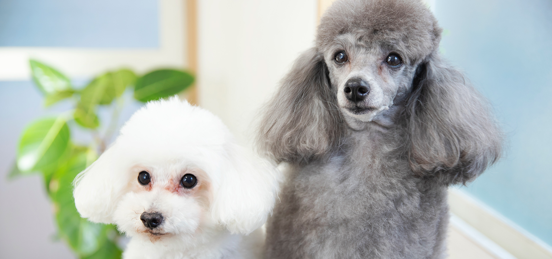 hair salon Cheerful