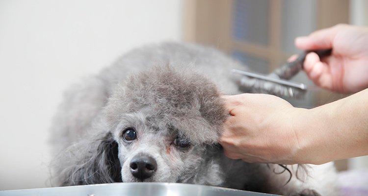 Dog salon Cheerful
